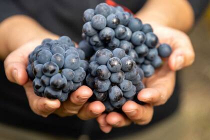 El clima riguroso de Patagonia se expresa a través de las uvas y distingue a los vinos de la región