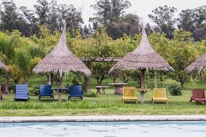 Desde la pileta se observan los limoneros y especies de corte tropical. Todo convive en armonía.