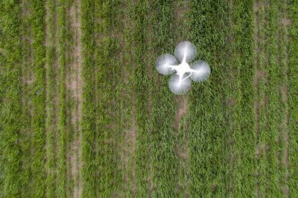 Desde la siembra hasta el manejo de malezas, irrumpieron los sensores, los drones y las herramientas de inteligencia artificial que hoy permiten un agricultura cada vez más precisa