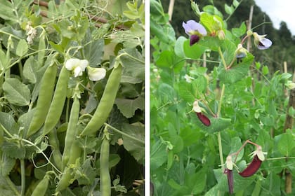 Desde la siembra otoñal, pasarán entre 2 y 3 meses, según la variedad, hasta poder cosechar las primeras vainas bien graneadas de arvejas.