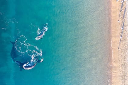 Desde las costas de playa Las Canteras se ven ballenas