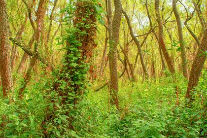 Desde los albardones hasta los declives y las zonas inundables, el parque posee bosques enfundados de enredaderas.
