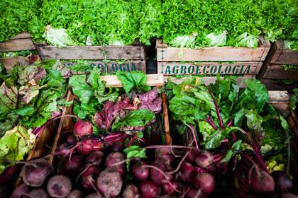 Desde los Almacenes de Ramos Generales, la UTT ofrece alimentos agroecológicos