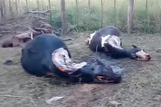 Le carnearon 10 animales y, cansado de la inseguridad, tomó una dura decisión