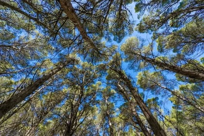 Desde mediados de siglo pasado se introdujo al pino como uno de los árboles preferidos para la producción de madera y papel