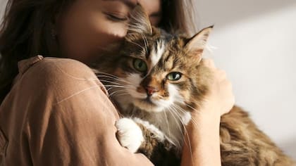 Desde miles de años los gatos acompañaron a los humanos (Foto: iStock)