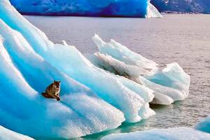 Qué pasó con el puma visto sobre un glaciar en el Lago Argentino
