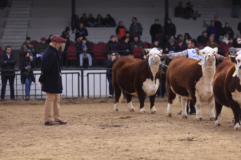 Muñeca brilló en Palermo: una ternera Hereford se consagró Gran Campeón Hembra en la Expo Rural 2025