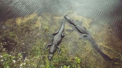 Desde pequeño, Britton sintió fascinación por los cocodrilos