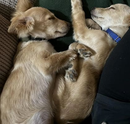 Desde pequeños, Limón y Quesito son inseparables (Foto: The Dodo)