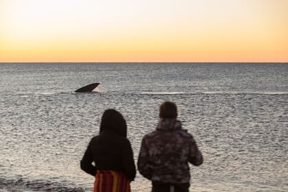 Desde playa El Doradillo se puede ver la ballena