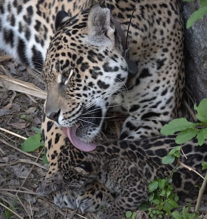 Desde Rewilding aseguran que el cachorro no va a ser liberado porque Tanya no le puede enseñar a cazar, pero puede aportar a la especie
