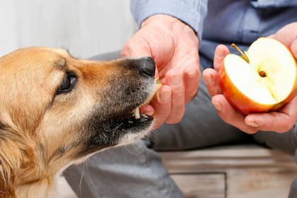Desde sandía hasta manzana, todas las frutas que pueden comer los perros