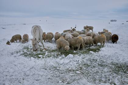 Desde Santa Cruz advirtieron que la cantidad de nieve acumulada “es mucha” y solicitaron que la gente “trate de extremar las medidas de seguridad” porque la ola polar va a continuar
