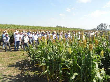 "Desde siempre me gustó la genética vegetal”, dice Paesani