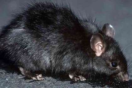 Desde siempre se culpó a la rata negra por los brotes de la peste bubónica en Europa