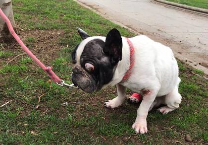 Desde SOS Frenchie señalaron que Hope será dado da alta aproximadamente en una semana