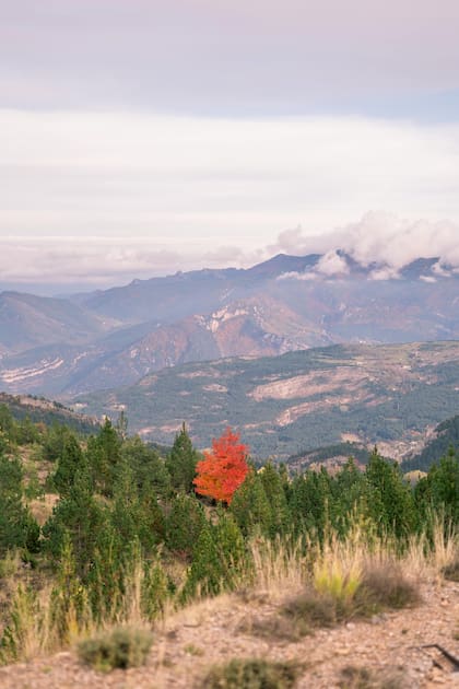 Desde su apertura, el puente es sido monitoreado con cámaras de vigilancia nocturnas que captan cientos de cruces de fauna silvestre