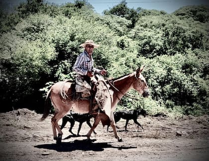 Desde su experiencia en Salta, Cataldi explicó la importancia práctica de estos animales. “En el cerro, muchas personas solo pueden moverse en mula. Tienen una capacidad de carga y una estabilidad que ningún otro animal logra. Donde no llega nadie, llega una mula”, afirmó