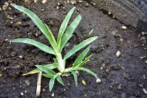 Desde tiempos antiguos, diversas culturas han reconocido ciertas propiedades medicinales en la planta conocida como pie de gallina (Archivo)