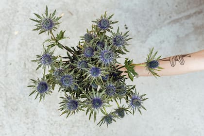 Desde todos los ángulos, las Eryngium o 'falso erizo' son una belleza de la naturaleza.