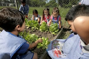 Un proyecto de huertas que cambió la forma de comer de 50.000 chicos del país