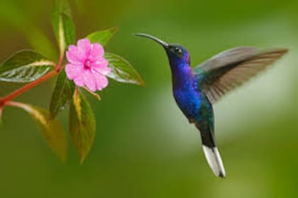 Desde un punto de vista práctico, la presencia de colibríes en el jardín es un indicador positivo de la salud de tu entorno local