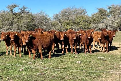 Desde un punto de vista veterinario, los antibióticos son esenciales para controlar y tratar las enfermedades que pueden afectar la salud animal, entre las cuales se encuentran las zoonosis (enfermedades que se transmiten de animales a humanos) así como también son fundamentales para la obtención de alimentos seguros