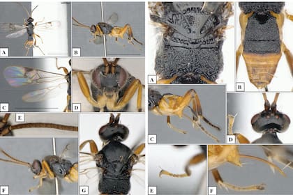 Desde una persectiva biológica y morfológica, la nueva especie es muy inusual, según los especialistas