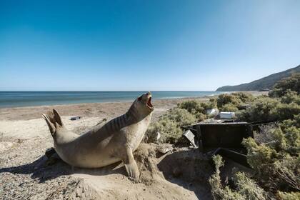 Desechos plásticos acumulados en las playas de Península Valdés donde en esta época del año nacen crías de elefantes marinos