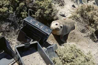 La dramática situación que viven los animales en una playa de Península Valdés