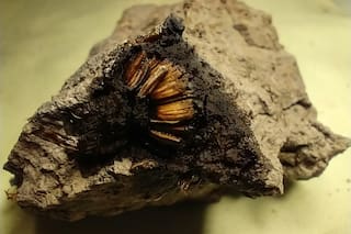 Encontraron una flor de 1000 años y los paleontólogos no salen de su asombro