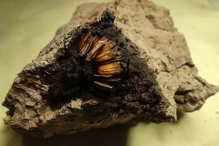 Inesperado hallazgo en San Pedro: encontraron una flor de 1000 años y es la primera de su tipo en la Argentina