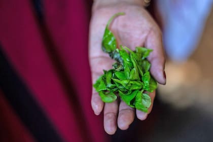 La albahaca es un símbolo de carnaval presente con en todos los encuentros, se utiliza como adorno y representa alegría, protección y complicidad