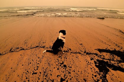 Miles de animales han sido víctimas de los feroces incendios