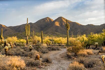 Desierto del Sonora con abundancia de cactus gigantes