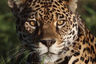 Día del Yaguareté: regresa a Corrientes después de 70 años de desaparición