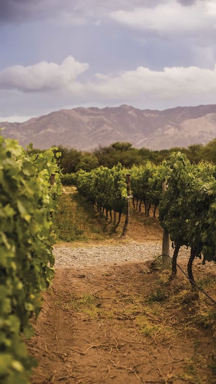 Despertar entre viñedos, el nuevo lujo del turismo enológico