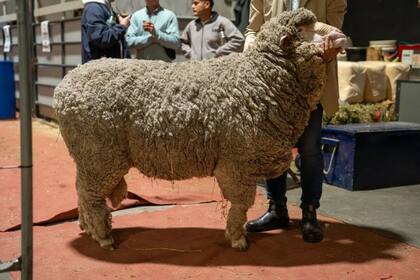Después de 12 años, la raza ovina volvió a la pista central de Palermo y recordó el valor de seguir criando