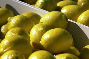 Alarma por la aparición del vector del "cáncer del limón"