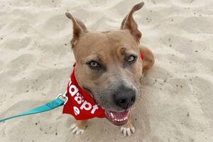 Después de 800 días en un refugio, Moxie vivió un momento que emocionó al mundo
