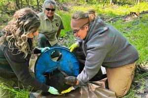 Después de dos años de búsqueda, un oso negro fue capturado y liberado de una tapa de plástico