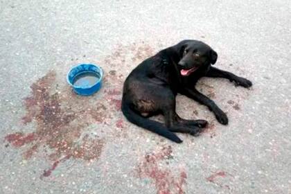 Después de haber sido arrastrado a lo largo de siete cuadras, el perro fue atendido por médicos veterinarios