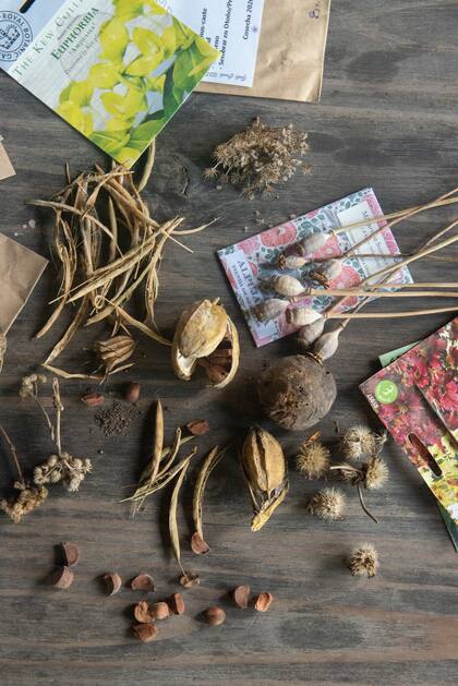 Después de la primer siembra debemos encargarnos de cosechar las semillas para volver a iniciar el ciclo el año siguiente