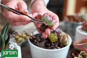 El plan de otoño para revivir cactus y plantas debilitadas