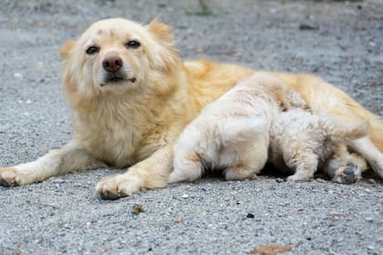 Después de que den a luz, las perras deben ser bien alimentadas, incluso con comida, como huevos, carne cocida y leche