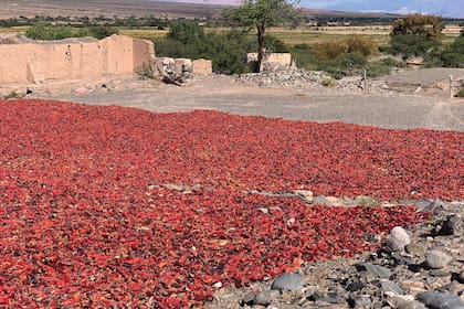 Después de ser apilados, los pimientos se extienden en las canchas de secado; es así que se empiezan a ver las manchas rojas en los campos a finales del verano.