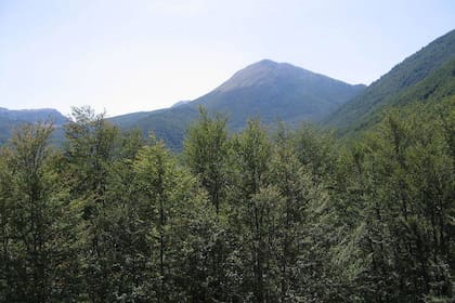 Después de tres años de estudios, encontraron a este ejemplar que vive desde 789.