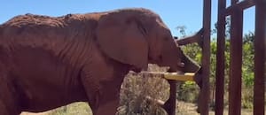 Cómo fue el primer encuentro entre las argentinas Kenya y Pupy