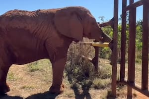 Después de un largo viaje entre Mendoza y el Mato Grosso, Kenya ya comienza a adaptarse a la nueva vida en libertad junto a Pupy
